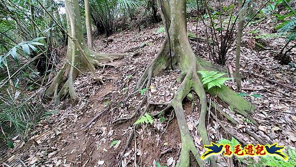 新竹倒別牛山-板根森林-中坑山-飛鳳山步道P形 (38).jpg 新竹倒別牛山-板根森林-中坑山-飛鳳山步道P形 (38).jpg