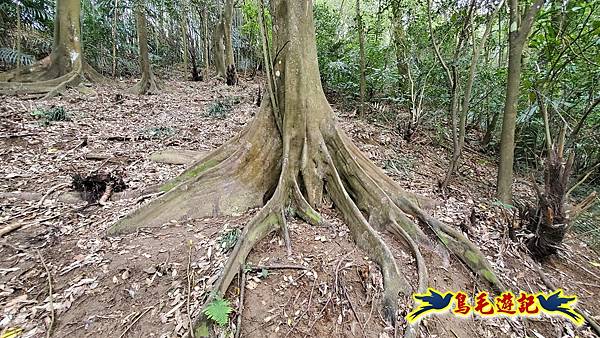 新竹倒別牛山-板根森林-中坑山-飛鳳山步道P形 (39).jpg