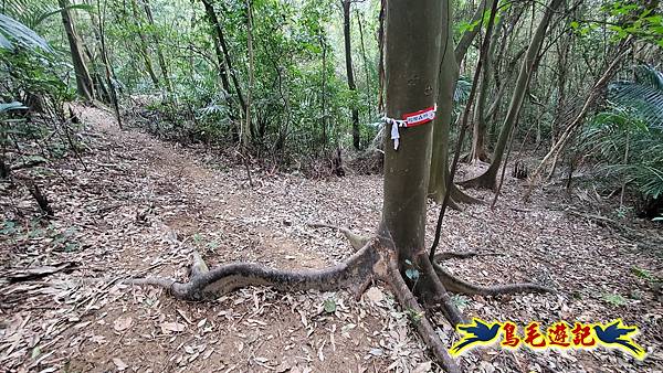新竹倒別牛山-板根森林-中坑山-飛鳳山步道P形 (40).jpg 新竹倒別牛山-板根森林-中坑山-飛鳳山步道P形 (40).jpg