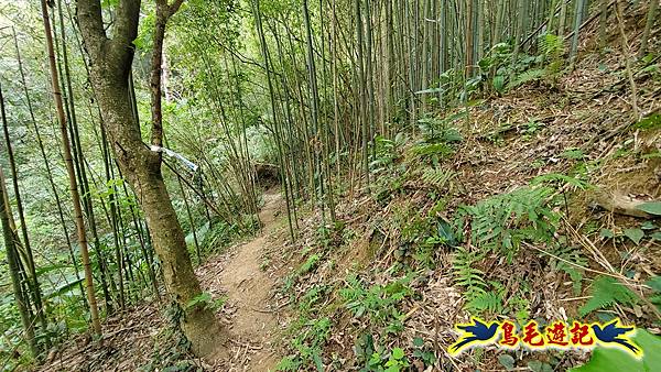 新竹倒別牛山-板根森林-中坑山-飛鳳山步道P形 (41).jpg