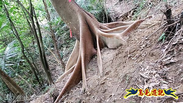 新竹倒別牛山-板根森林-中坑山-飛鳳山步道P形 (48).jpg 新竹倒別牛山-板根森林-中坑山-飛鳳山步道P形 (48).jpg