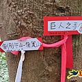 新竹倒別牛山-板根森林-中坑山-飛鳳山步道P形 (43).jpg