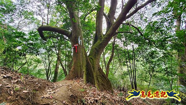 新竹倒別牛山-板根森林-中坑山-飛鳳山步道P形 (44).jpg 新竹倒別牛山-板根森林-中坑山-飛鳳山步道P形 (44).jpg