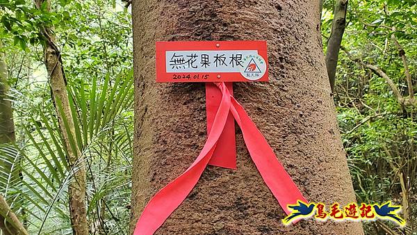 新竹倒別牛山-板根森林-中坑山-飛鳳山步道P形 (50).jpg 新竹倒別牛山-板根森林-中坑山-飛鳳山步道P形 (50).jpg