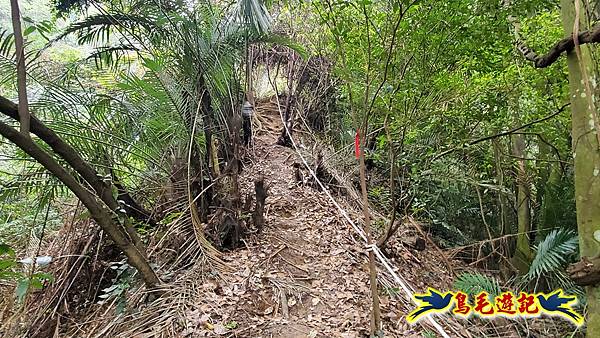 新竹倒別牛山-板根森林-中坑山-飛鳳山步道P形 (53).jpg