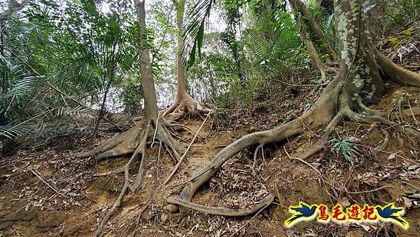 新竹倒別牛山-板根森林-中坑山-飛鳳山步道P形 (55).jpg