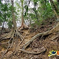 新竹倒別牛山-板根森林-中坑山-飛鳳山步道P形 (55).jpg