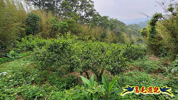 新竹倒別牛山-板根森林-中坑山-飛鳳山步道P形 (56).jpg 新竹倒別牛山-板根森林-中坑山-飛鳳山步道P形 (56).jpg