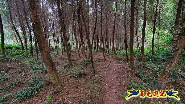 新竹倒別牛山-板根森林-中坑山-飛鳳山步道P形 (58).jpg 新竹倒別牛山-板根森林-中坑山-飛鳳山步道P形 (58).jpg