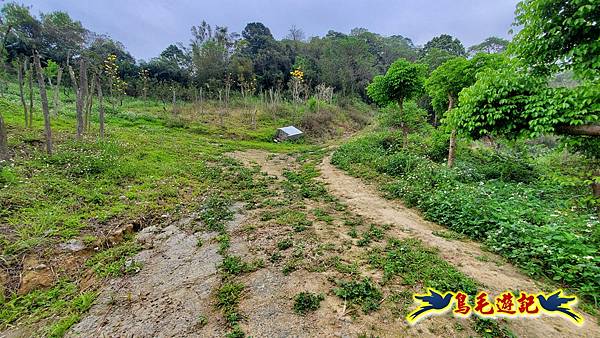 新竹倒別牛山-板根森林-中坑山-飛鳳山步道P形 (64).jpg 新竹倒別牛山-板根森林-中坑山-飛鳳山步道P形 (64).jpg