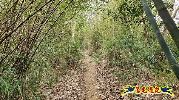 新竹倒別牛山-板根森林-中坑山-飛鳳山步道P形 (68).jpg