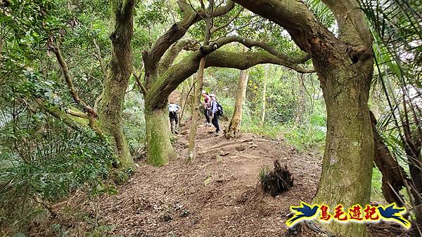 新竹倒別牛山-板根森林-中坑山-飛鳳山步道P形 (72).jpg 新竹倒別牛山-板根森林-中坑山-飛鳳山步道P形 (72).jpg