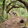 新竹倒別牛山-板根森林-中坑山-飛鳳山步道P形 (72).jpg