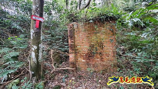新竹倒別牛山-板根森林-中坑山-飛鳳山步道P形 (69).jpg