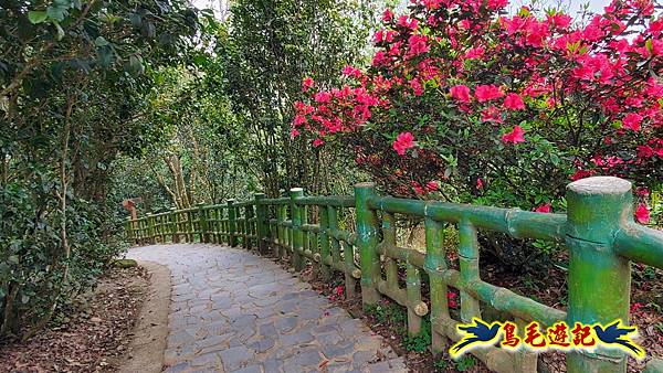 新竹倒別牛山-板根森林-中坑山-飛鳳山步道P形 (83).jpg