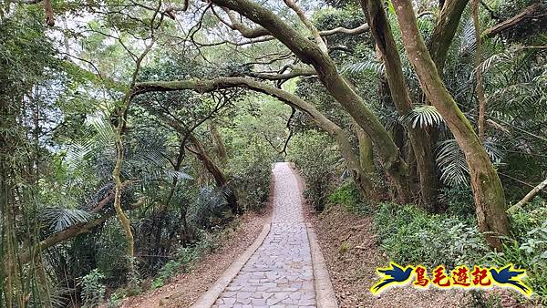 新竹倒別牛山-板根森林-中坑山-飛鳳山步道P形 (85).jpg