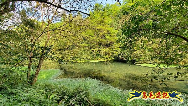 宜蘭員山冷埤林道-血藤花盛開 (39).jpg