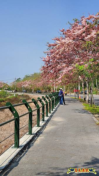 二水鐵道花旗木 (27).jpg