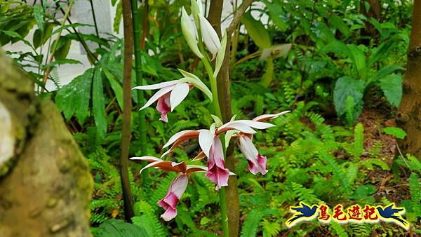 林安泰古厝文物館%26;台北典藏植物園 (38).jpg