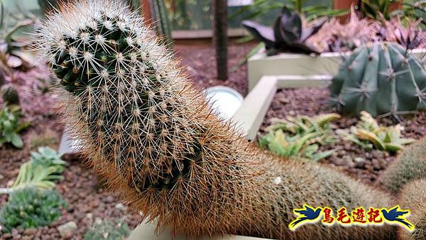 林安泰古厝文物館%26;台北典藏植物園 (37).jpg