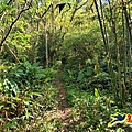 逐鹿山卡保山雲森瀑布O形(山毛櫸森氏杜鵑粉紅根結蘭一葉蘭) (7).jpg