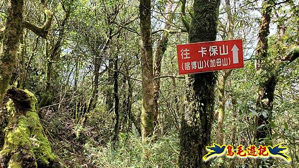 逐鹿山卡保山雲森瀑布O形(山毛櫸森氏杜鵑粉紅根結蘭一葉蘭) (24).jpg