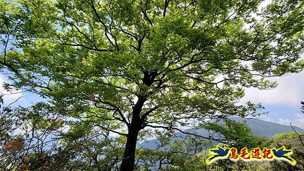 逐鹿山卡保山雲森瀑布O形(山毛櫸森氏杜鵑粉紅根結蘭一葉蘭) (34).jpg