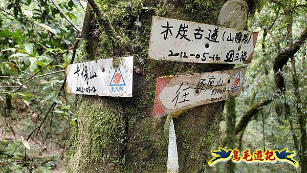 逐鹿山卡保山雲森瀑布O形(山毛櫸森氏杜鵑粉紅根結蘭一葉蘭) (46).jpg