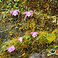 逐鹿山卡保山雲森瀑布O形(山毛櫸森氏杜鵑粉紅根結蘭一葉蘭) (49).jpg