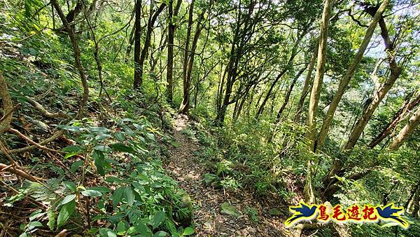 逐鹿山卡保山雲森瀑布O形(山毛櫸森氏杜鵑粉紅根結蘭一葉蘭) (68).jpg