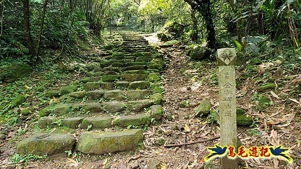 猴硐神社%26;金字碑古道至九份老街訪鐘萼木 (28).jpg