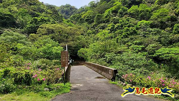 猴硐神社%26;金字碑古道至九份老街訪鐘萼木 (27).jpg