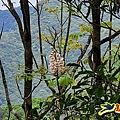 猴硐神社&金字碑古道至九份老街訪鐘萼木 (38).jpg