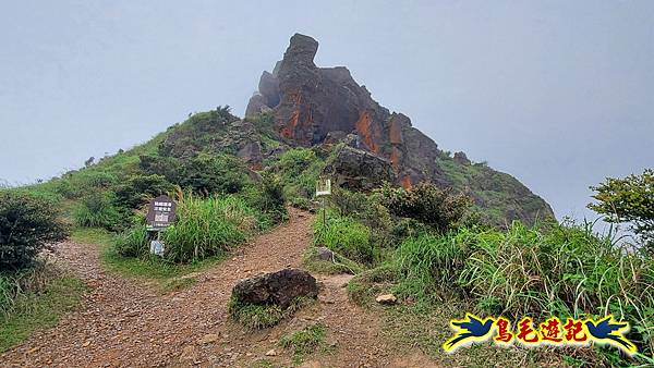 茶壺山半屏山紅星杜鵑雨中行 (19).jpg