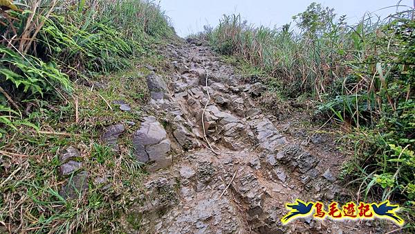 茶壺山半屏山紅星杜鵑雨中行 (22).jpg