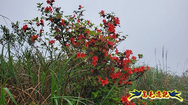 茶壺山半屏山紅星杜鵑雨中行 (24).jpg