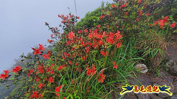 茶壺山半屏山紅星杜鵑雨中行 (33).jpg