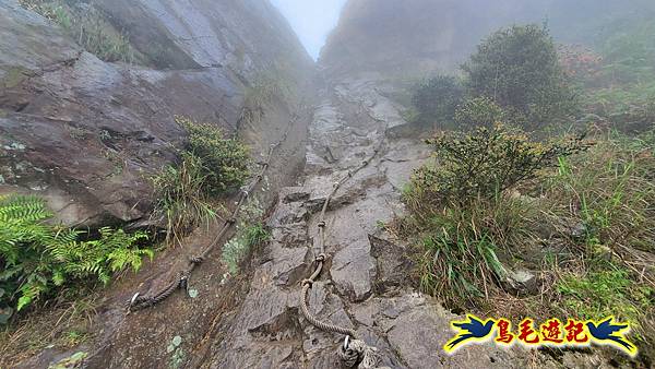 茶壺山半屏山紅星杜鵑雨中行 (32).jpg