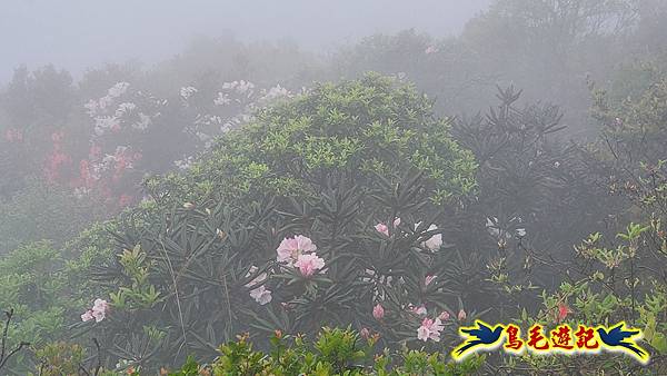 茶壺山半屏山紅星杜鵑雨中行 (40).jpg