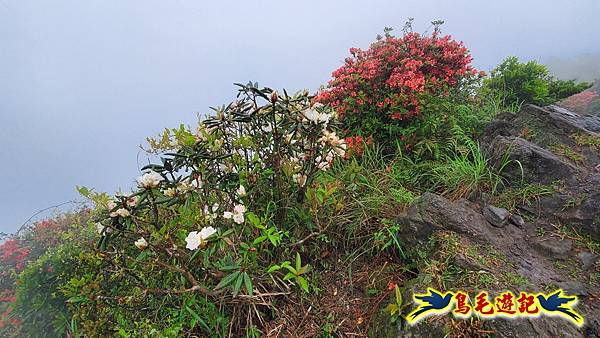 茶壺山半屏山紅星杜鵑雨中行 (51).jpg