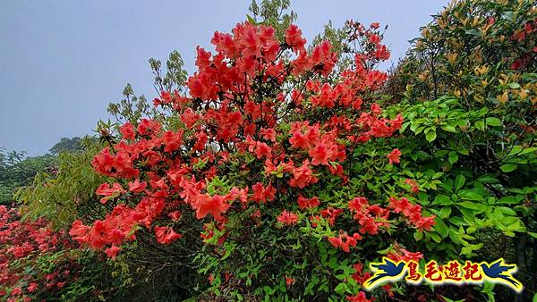 茶壺山半屏山紅星杜鵑雨中行 (53).jpg