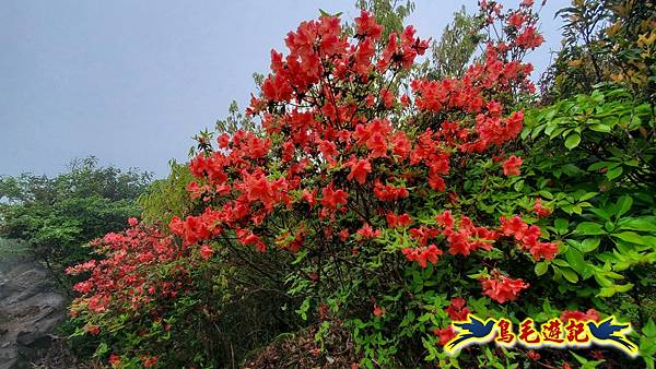 茶壺山半屏山紅星杜鵑雨中行 (54).jpg