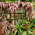 台北花卉村 (10).jpg