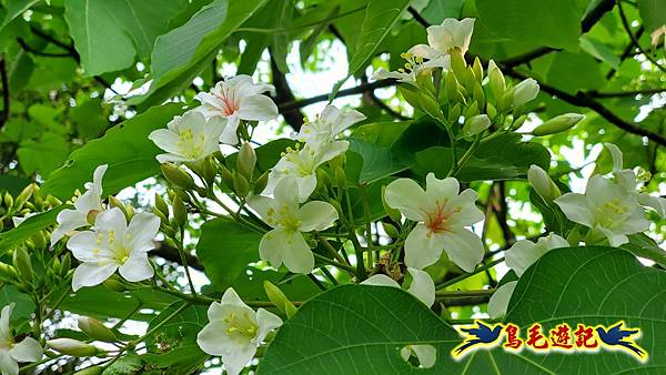 小南港山步道桐花飄 (6).jpg