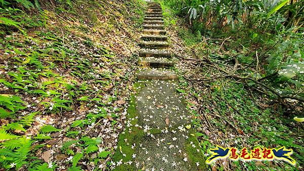 小南港山步道桐花飄 (5).jpg