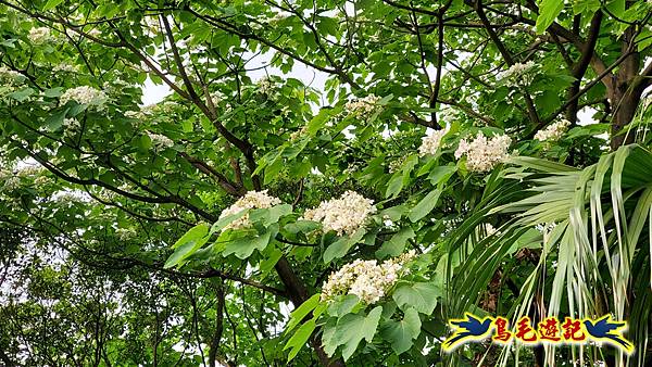 小南港山步道桐花飄 (9).jpg