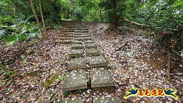 小南港山步道桐花飄 (15).jpg