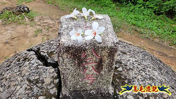 小南港山步道桐花飄 (26).jpg