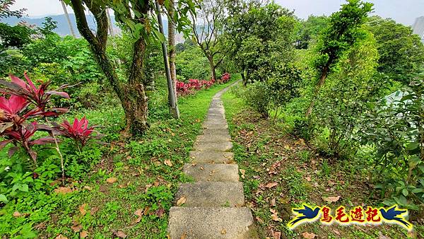 小南港山步道桐花飄 (28).jpg