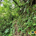 芊蓁坑橋-破子寮山-芊蓁坑溪畔古道-環流丘土地公-三方向山古道-紅壇古道-大平山-大平造林路0形 (23).jpg